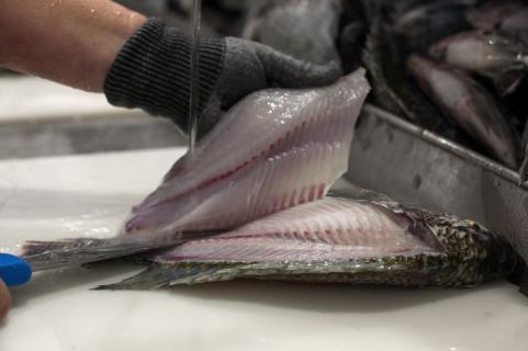 A imagem trás uma mesa com vários filés de tilápia amontoados, já congelados, prontos para serem embalados e enviados para comercialização